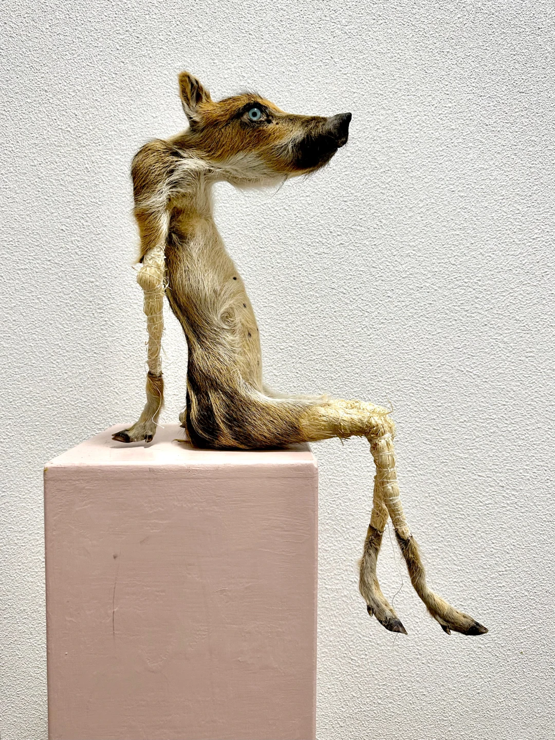 Rokken en vellen, zwijnenvel, houtwol, glas, ijzerdraad, apoxie, katoen, floss, lijm, 56 x 15 x 36 cm, 2025